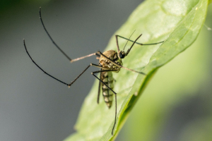 Les moustiques: utiles à l’écosystème