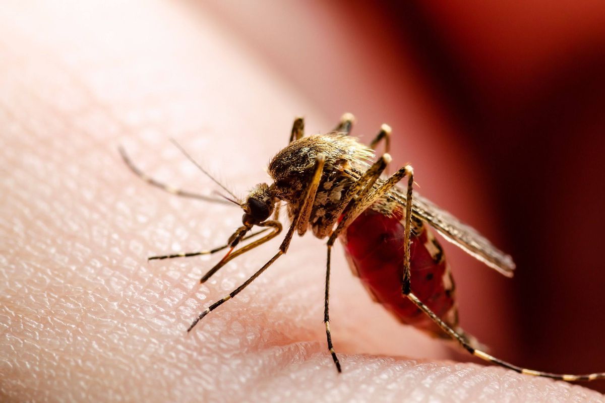 La dengue en France : Une situation préoccupante