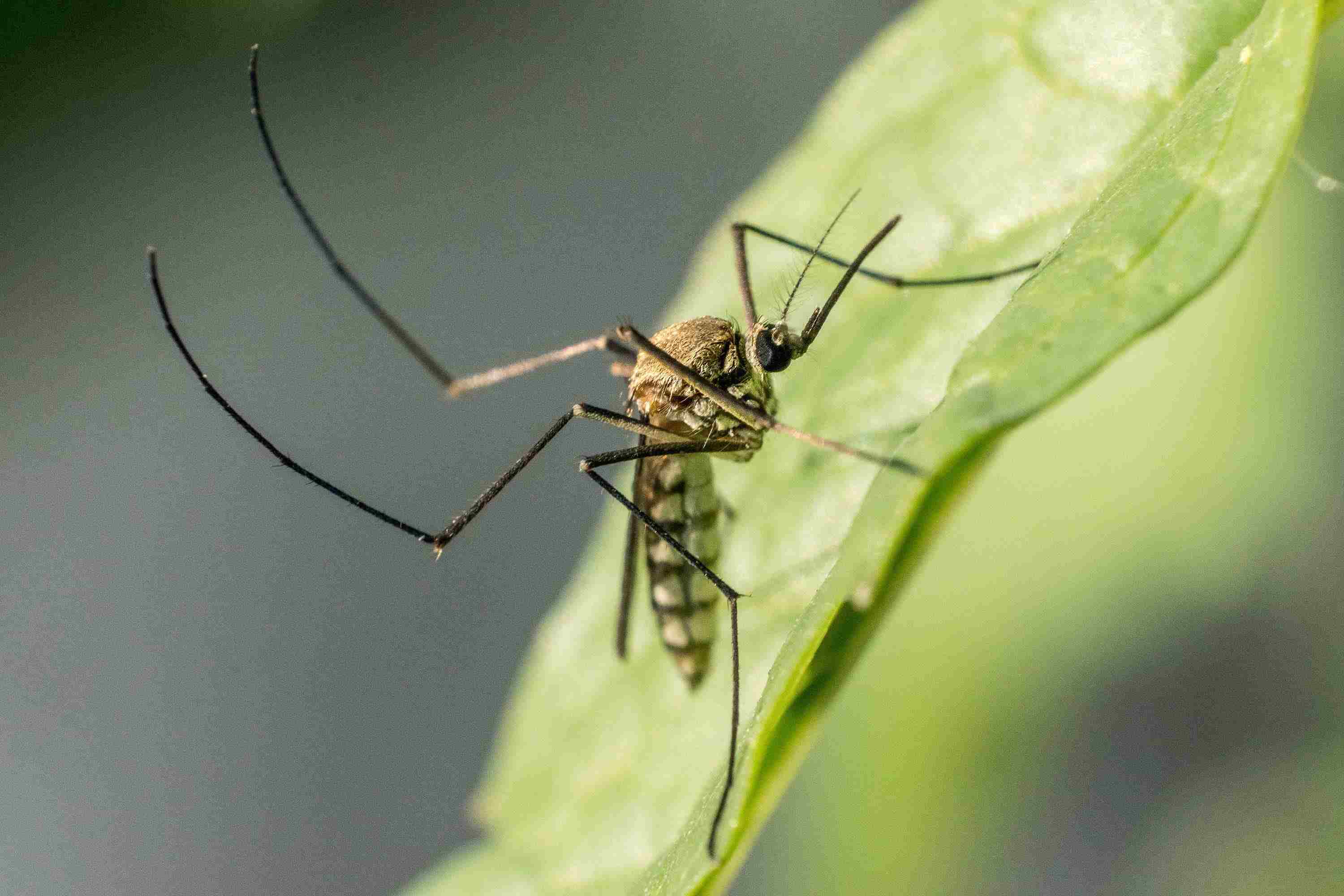 moustique sur une plante