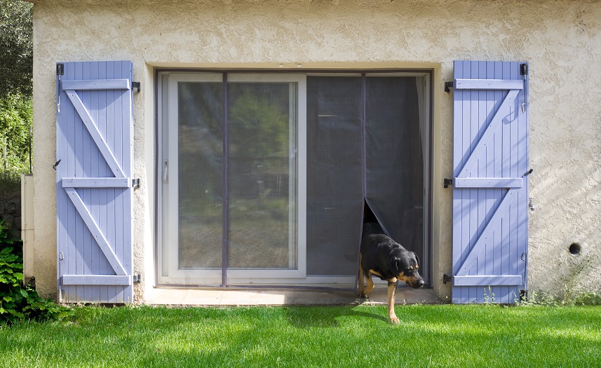 animaux de compagnie