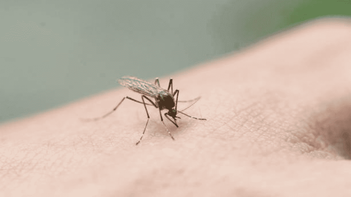 moustique